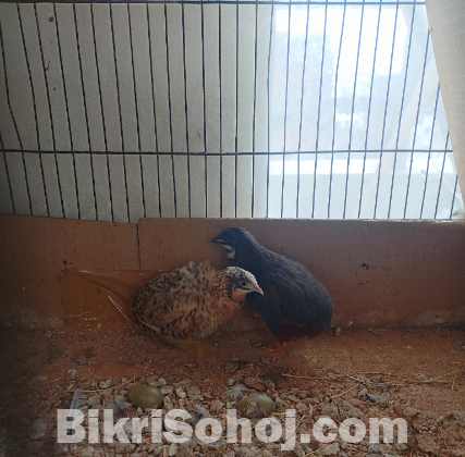 ক্লাসিক কিং কোয়েল পাখির মাস্টার পেয়ার(king quail)